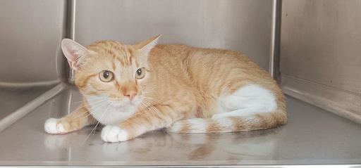 CARAMELO FELINAE