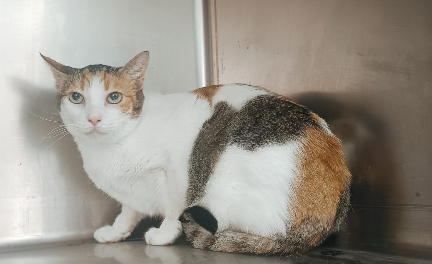 BELL FELINAE