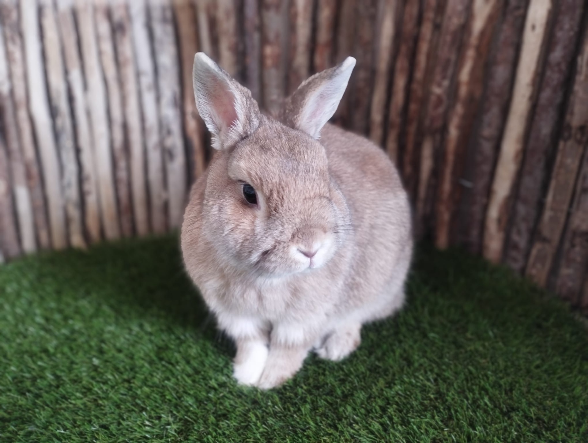 TAMBOR