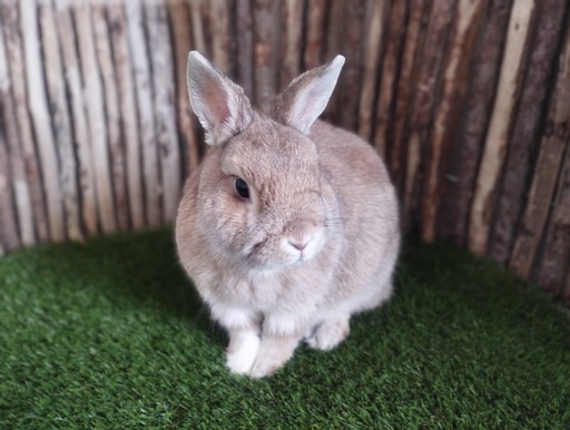 TAMBOR