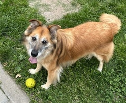 MYA