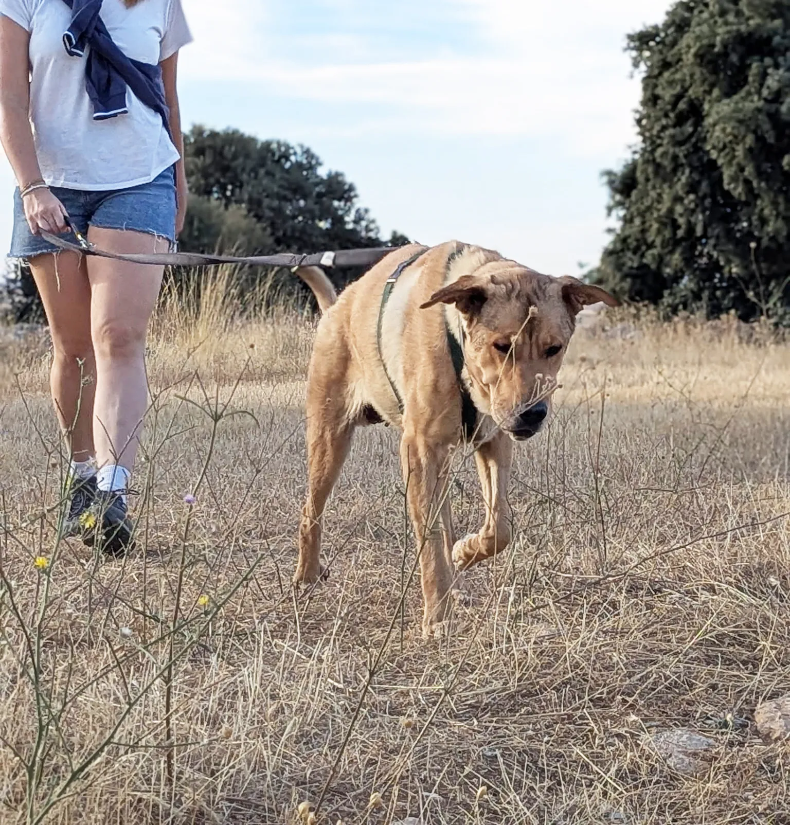 ANTONIA - Imagen 7