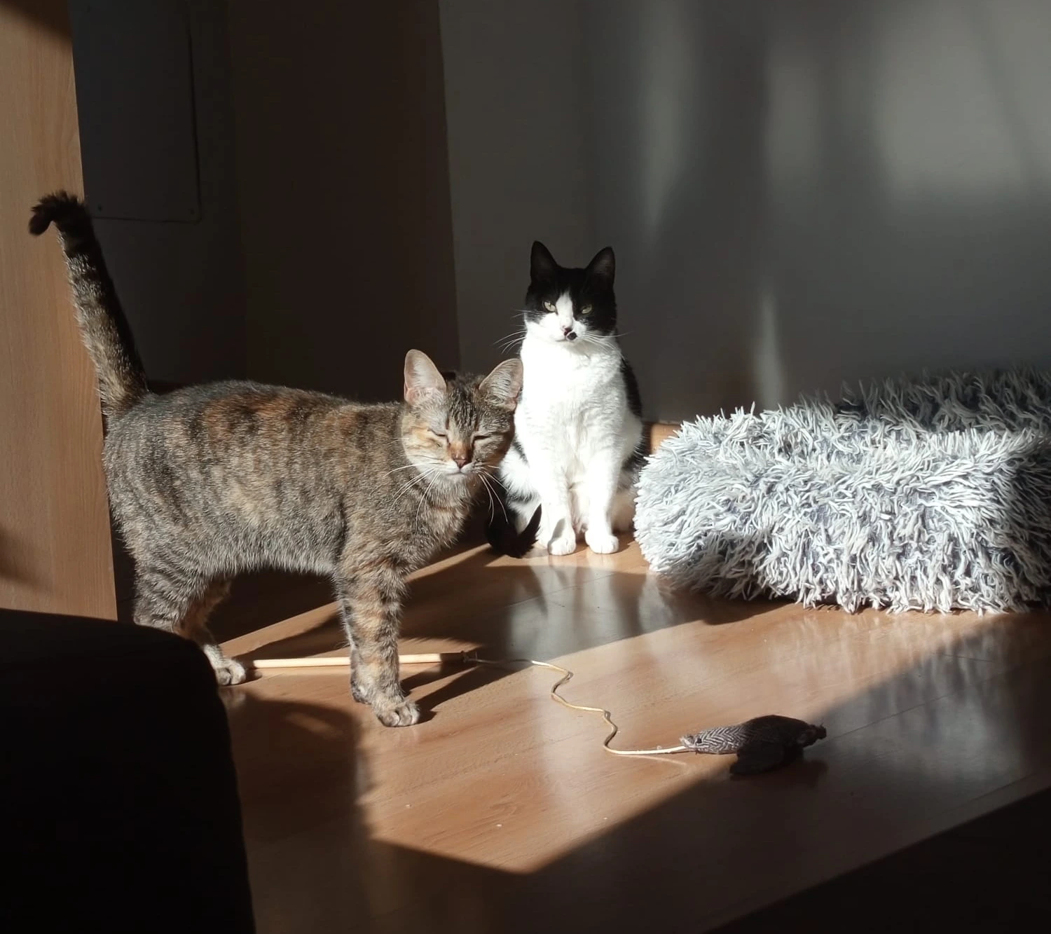 LOLA - Imagen 4