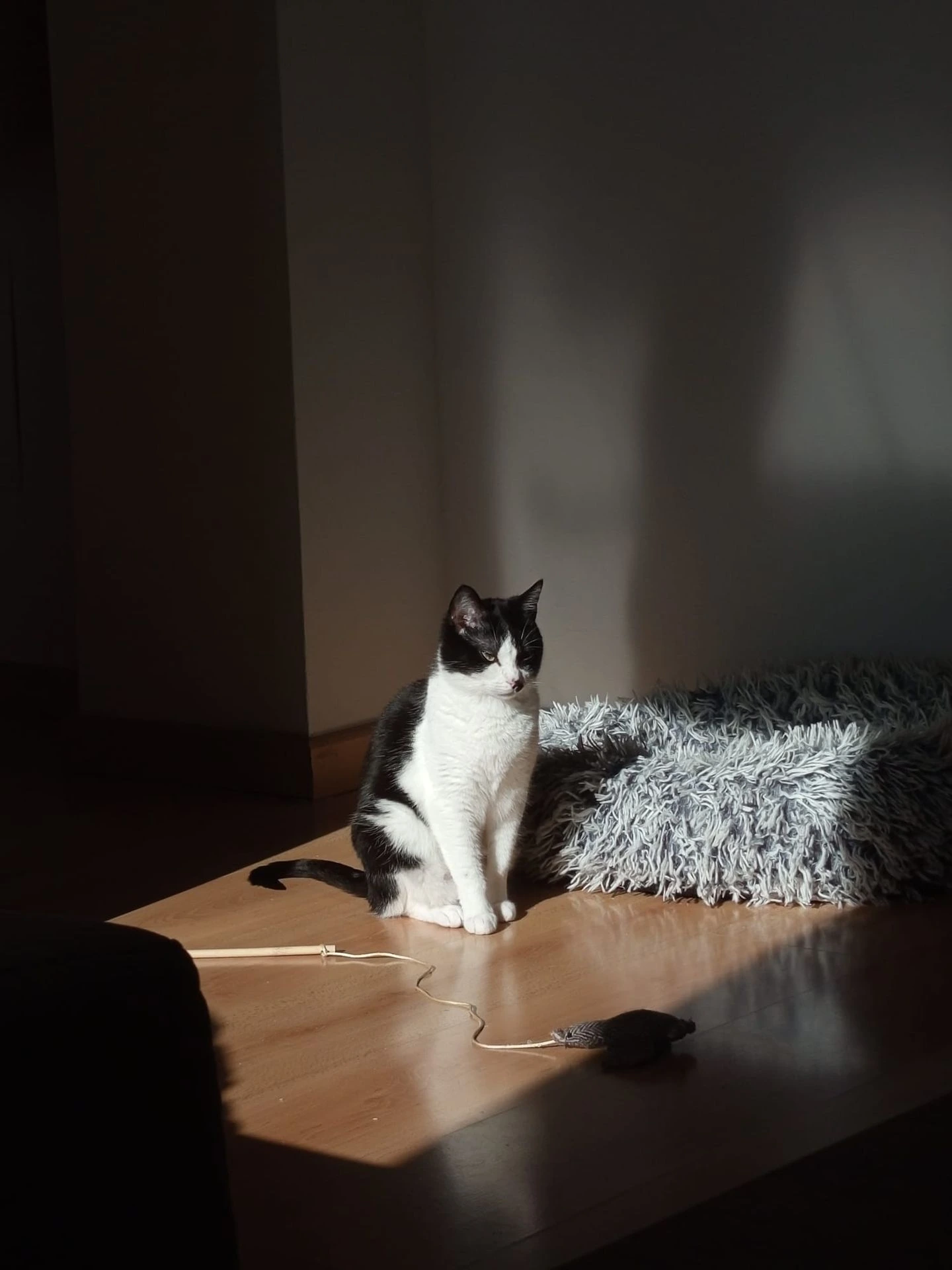 LOLA - Imagen 7