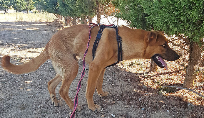 CHIQUITO - Imagen 8