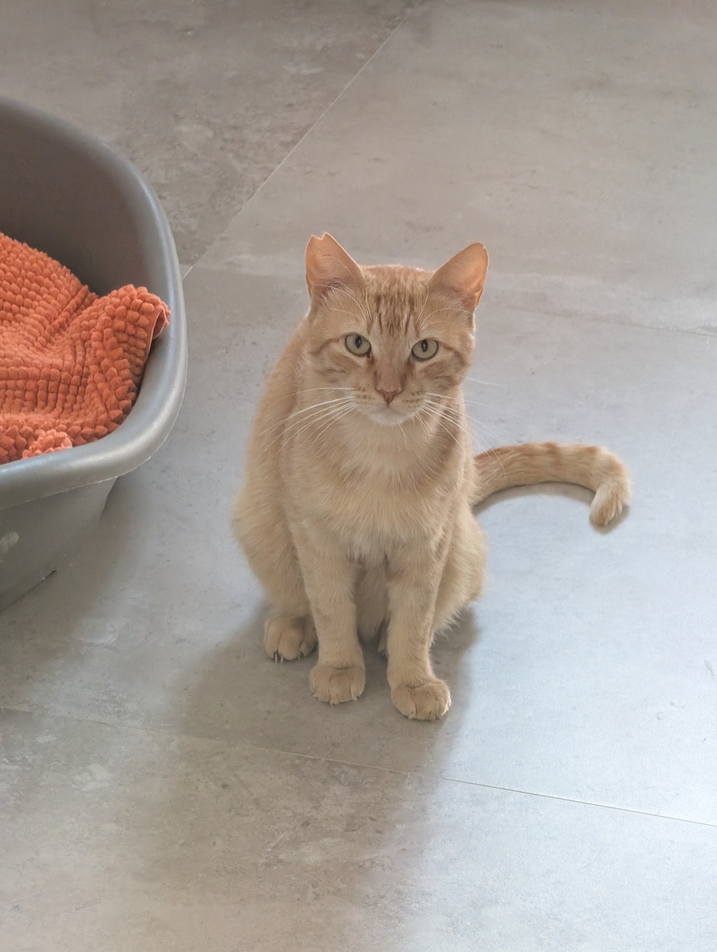 COCHIMOCHI - Imagen 4