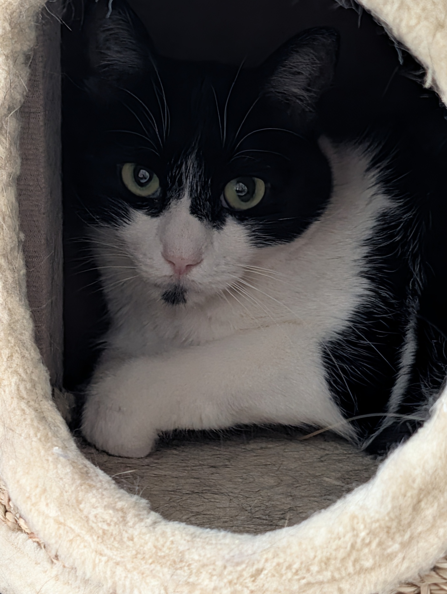 WANDA FELINAE - Imagen 7