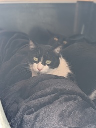 WANDA FELINAE - Foto 