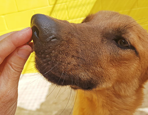 CHIQUITO - Imagen 15