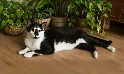 PEKITAS.webp
