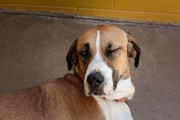 PERLA - B26.040