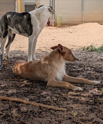 BAMBI BIMBA - B26.213