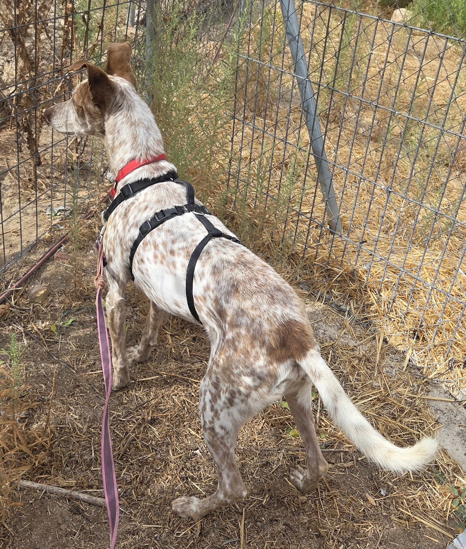 ROCKY BIMBA - Imagen 5