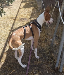 SCOOBY BIMBA - B26.214