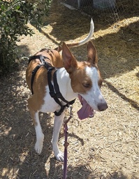SCOOBY BIMBA - B26.214