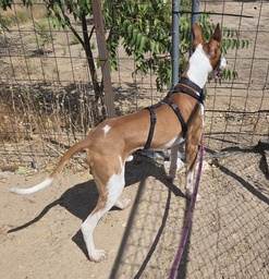 SCOOBY BIMBA - B26.214