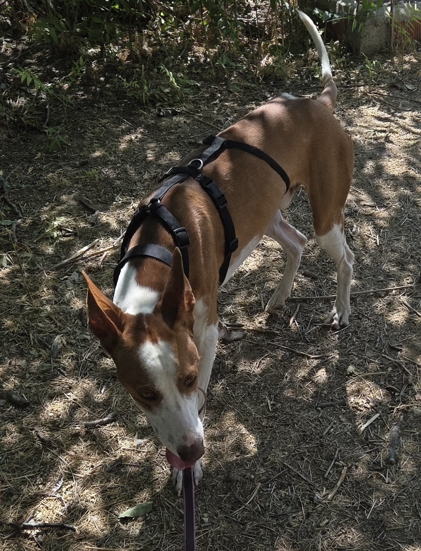 SCOOBY BIMBA - Imagen 1