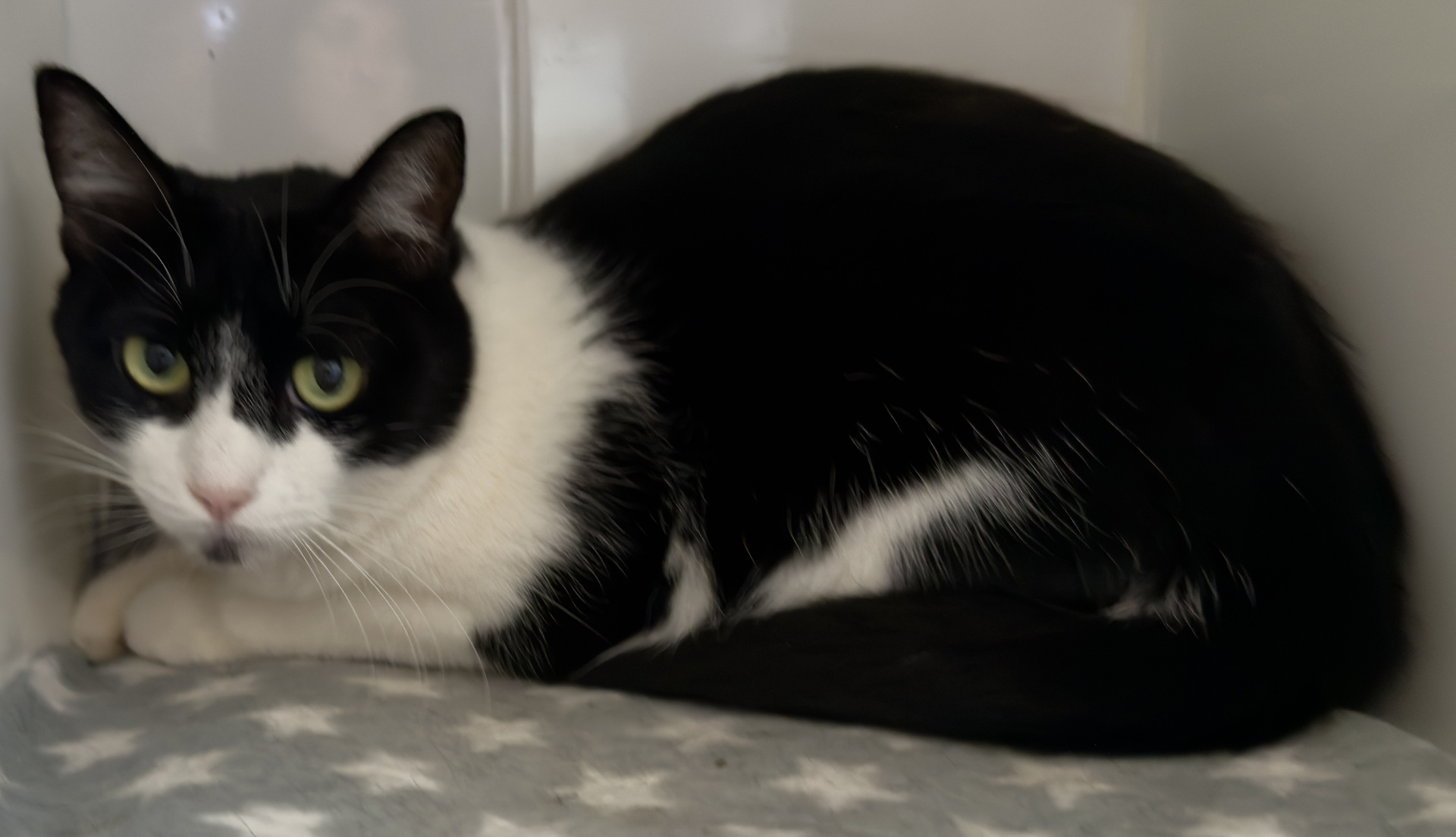 WANDA FELINAE - Imagen 1