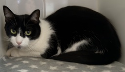 WANDA FELINAE - GB26.087