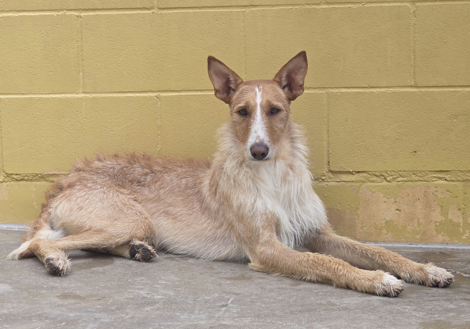 BAMBI BIMBA - Imagen 9