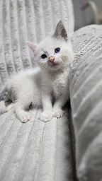 GA26.149-1.webp