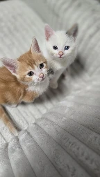 GA26.149-6.webp
