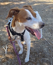 FER BIMBA - B26.217