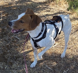 FER BIMBA - B26.217