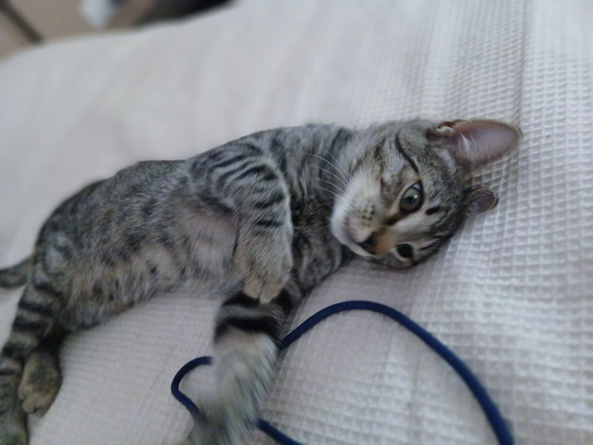 SILBO - Imagen 3