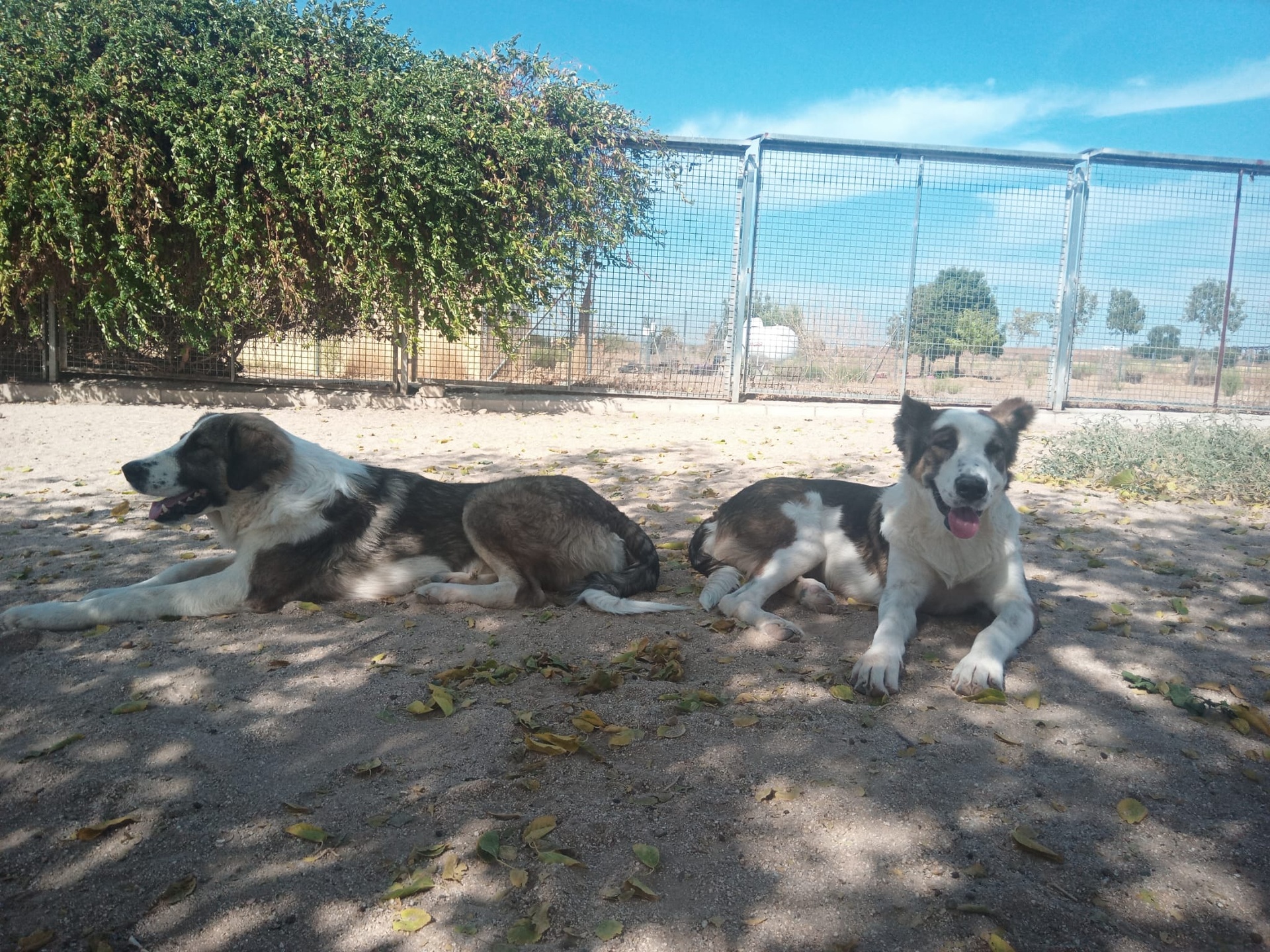 SWIN - Imagen 14