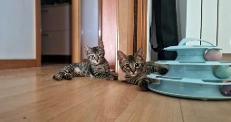 GA26.121-1.webp