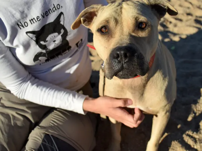 Foto perro canela
