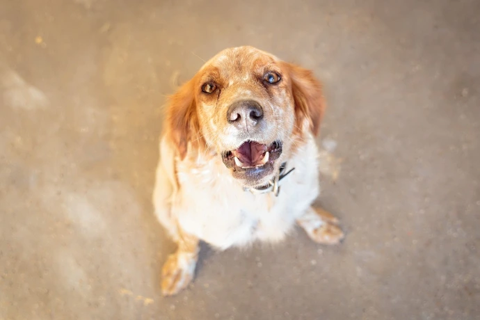 Adult dog