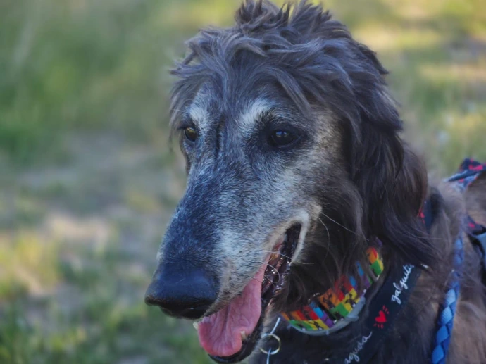 Perro abuelo