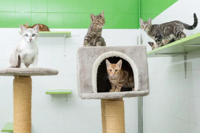 Gatos en un rascador