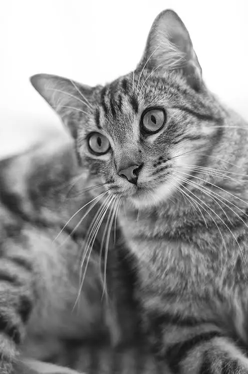Gato en blanco y negro