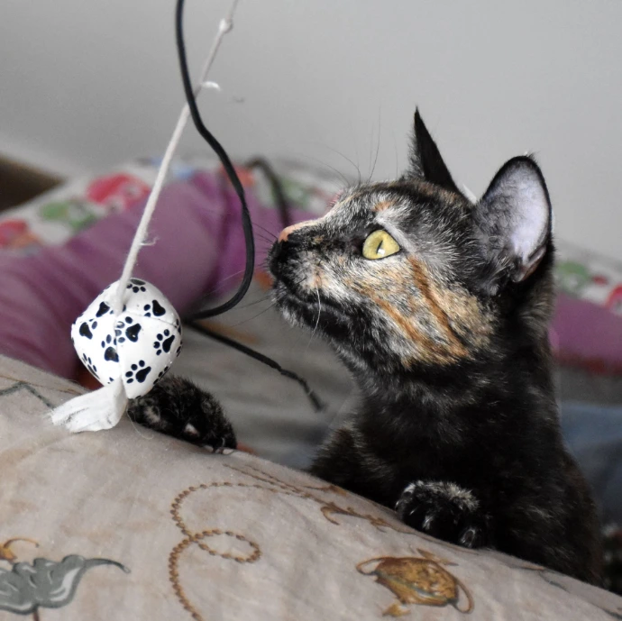 Foto de gato con juguete