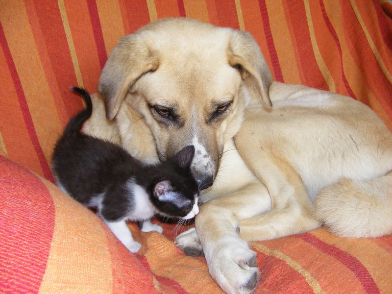 Cachorro con gatito