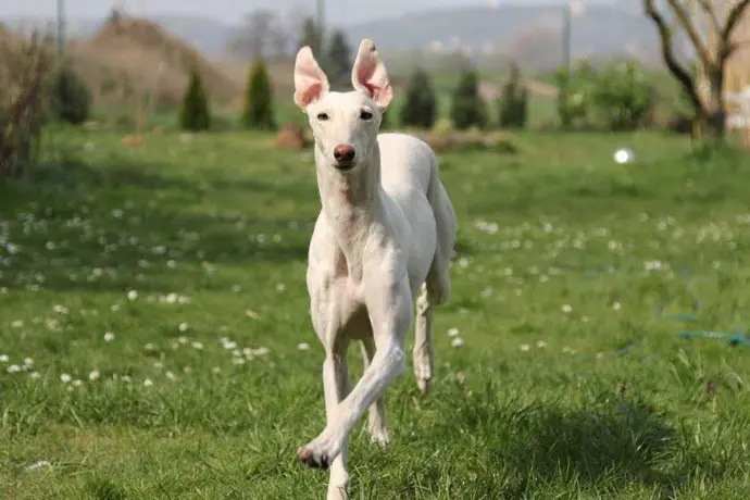 Galgo saltando