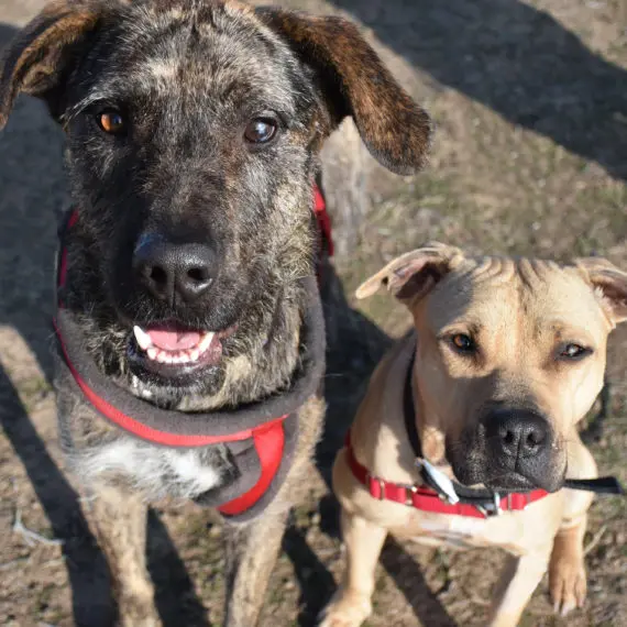 Dos perros posando