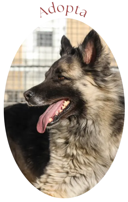 foto adopta