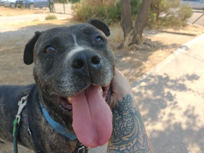 Perro sonriendo