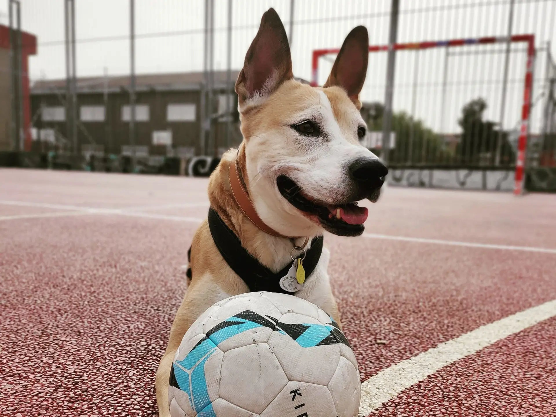 Perro en cancha de futbol