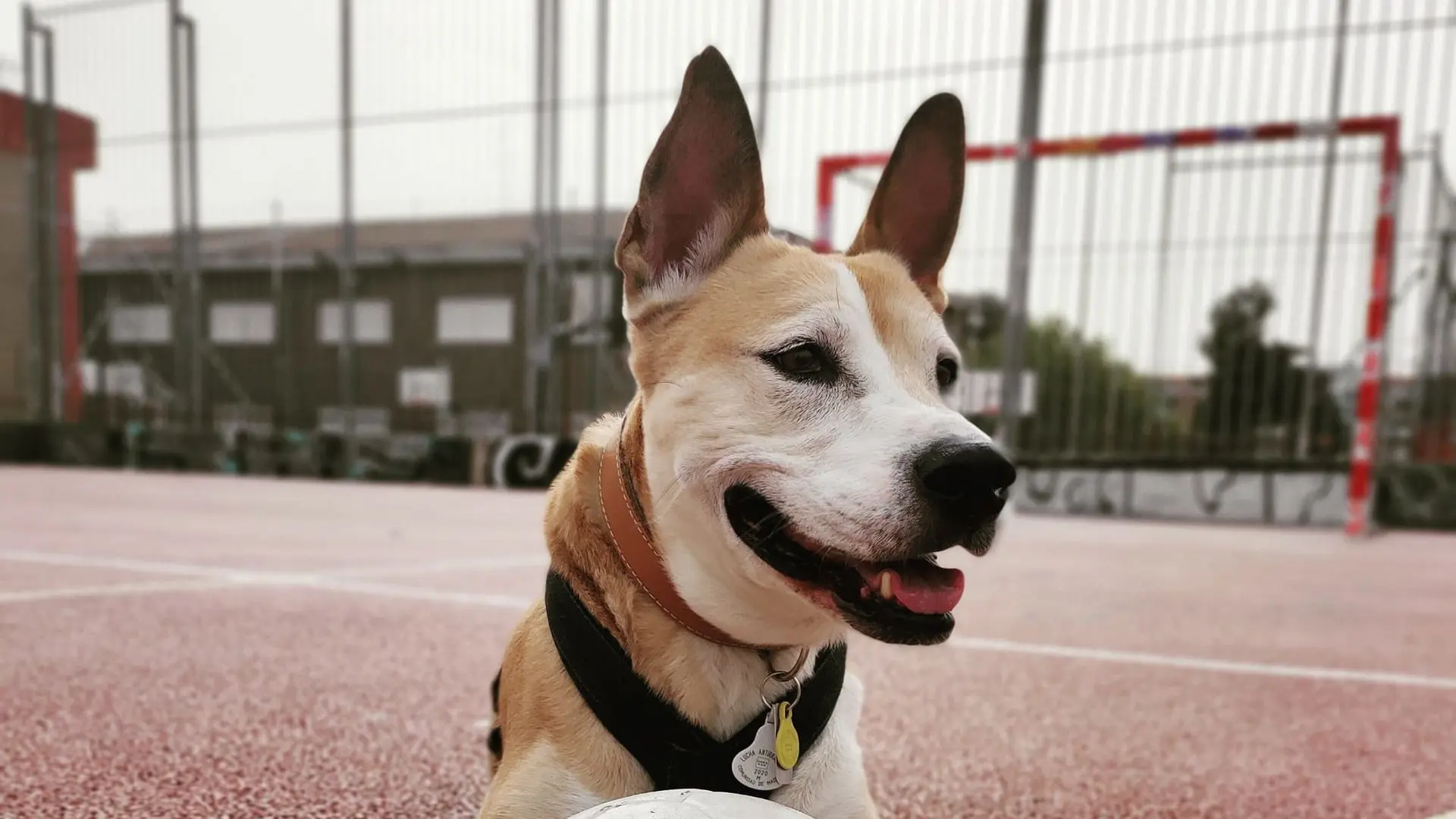 Perro en cancha de futbol