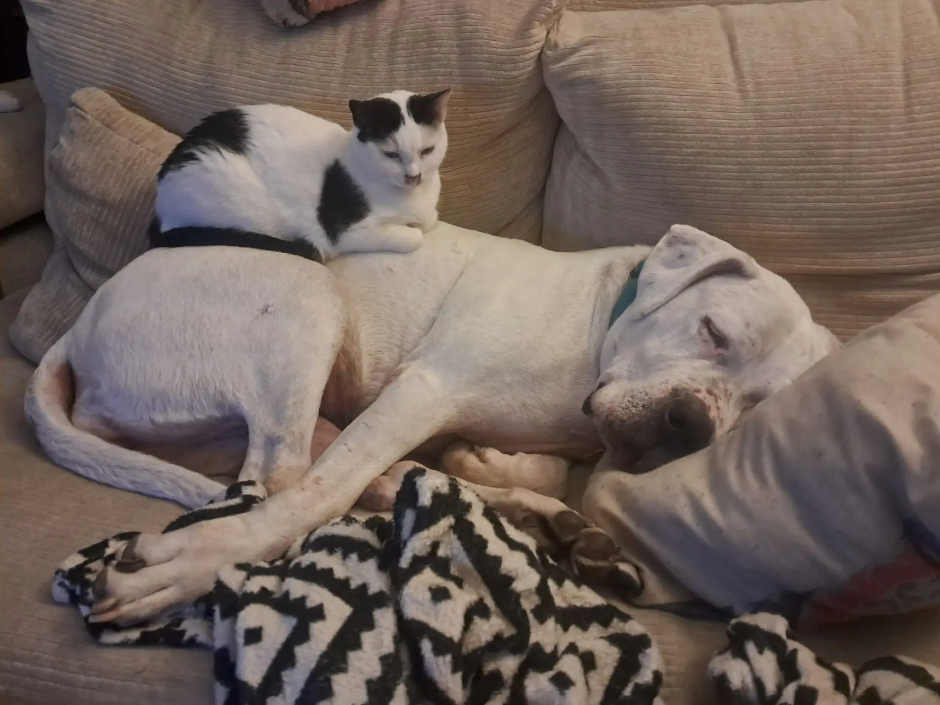 Durga durmiendo con un gato encima