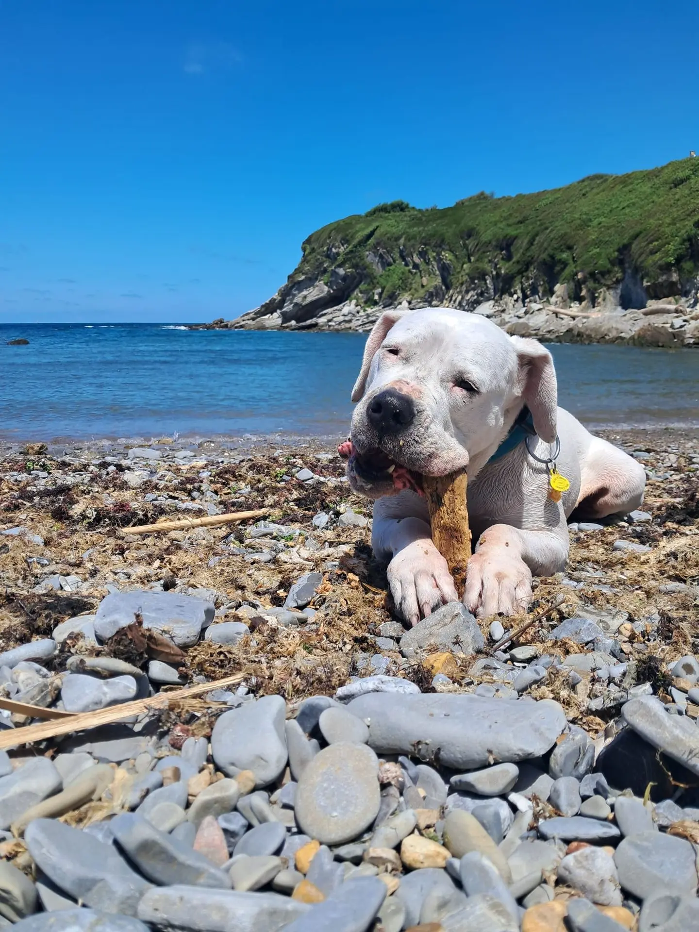 Durga en la playa con un hueso