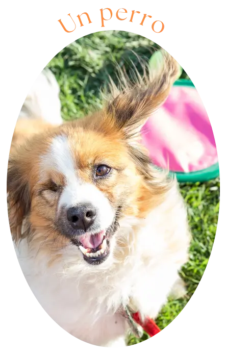 Perro mirando a cámara