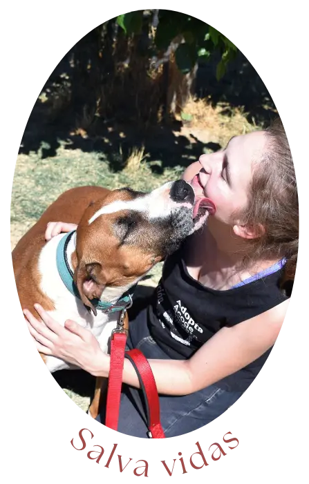 Perro lamiendo la cara