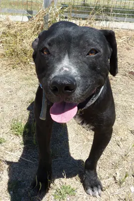 Pankeke en el albergue