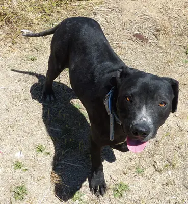 Pankeke desde arriba